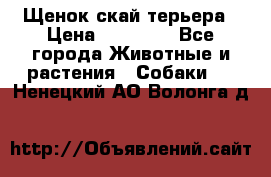 Щенок скай терьера › Цена ­ 20 000 - Все города Животные и растения » Собаки   . Ненецкий АО,Волонга д.